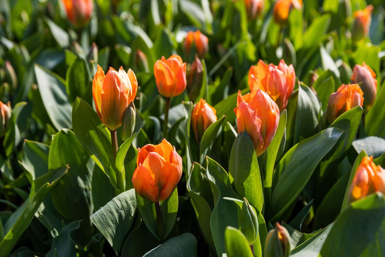 Tulppaani 'Orange Emperor'